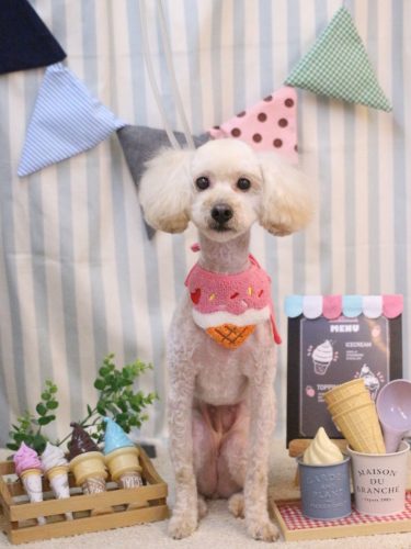 20250505バニラちゃん